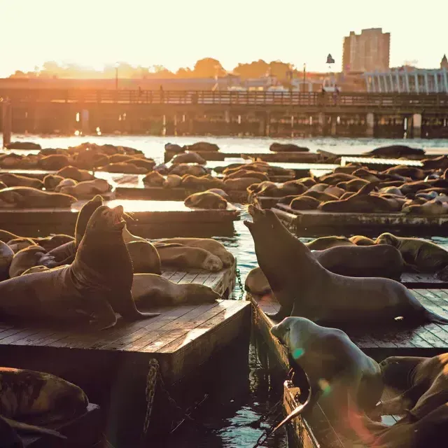 Leões marinhos descansam no cais K do PIER 39 ao Sunset